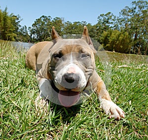 American staffordshire terrier