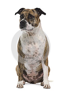 American Staffordshire terrier, 6 years old