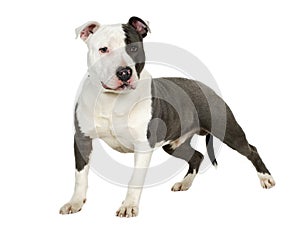 American Staffordshire terrier (7 months)