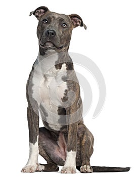 American Staffordshire Terrier, 8 months old