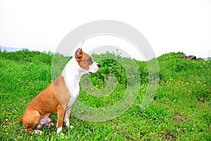 American Staffordshire terrier