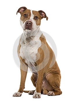 American Staffordshire terrier, 9 years old