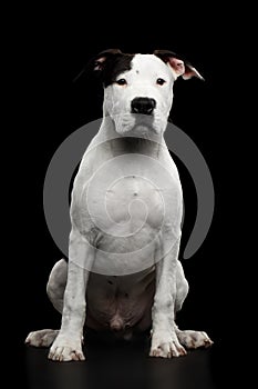 American Staffordshire Terrier