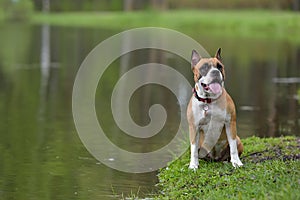 American Staffordshire Terrier