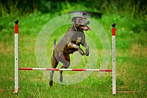 American Staffordshire Terrier Amstaff jumping over an agility obstacle