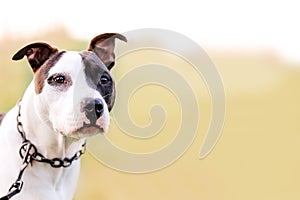 American staffordshire terrier, amstaff, stafford