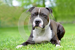 American staffordshire terrier or amstaff or stafford.