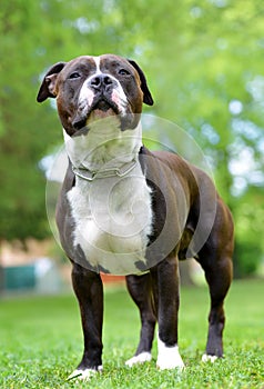 American staffordshire terrier or amstaff or stafford.