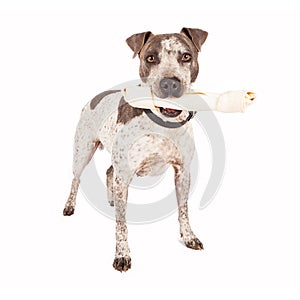 American Staffordshire Terrier With Bone