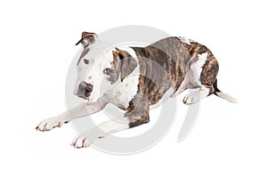 American Staffordshire Terrier Cross Dog Laying