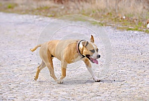 American Staffordshire Terrier dog