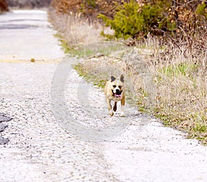 American Staffordshire Terrier dog