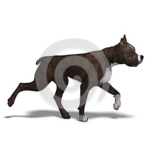 American Staffordshire Terrier Dog. 3D rendering