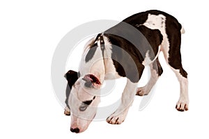 American staffordshire terrier dog