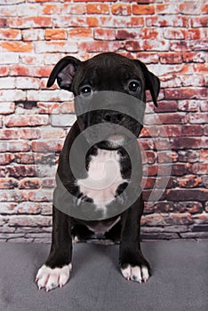 American Staffordshire Terrier dog or AmStaff puppy on brick wall background