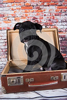 American Staffordshire Terrier dog or AmStaff puppy in a retro suitcase on brick wall background