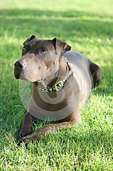 American Staffordshire Terrier Dog Closeup