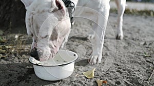 American Staffordshire Terrier Dog Drinks Water out of His Outdoors Bowl.