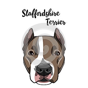 American Staffordshire Terrier dog face. Dog head muzzle. Dog breed. Vector.