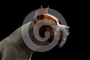 American Staffordshire Terrier Dog Isolated on Black Background