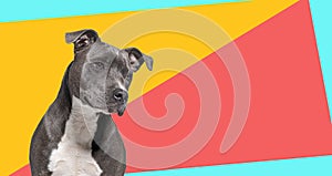 American Staffordshire Terrier dog, looking away on multicoloured background