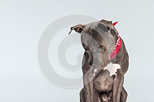 American Staffordshire Terrier dog looking down with gloomy face