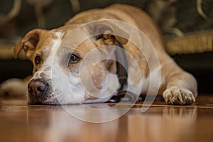 American staffordshire terrier dog lying down