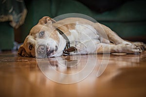 American staffordshire terrier dog lying down