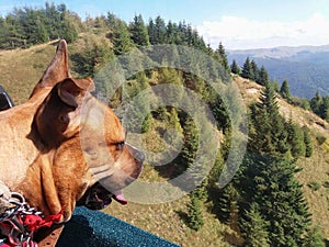 American staffordshire terrier dog in a mountain landscape