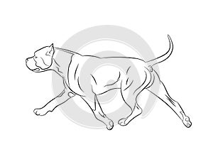 American Staffordshire Terrier dog movement. Vector outline stock illustration realistic silhouette. Vector illustration