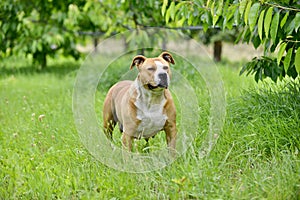 American Staffordshire Terrier dog purebreed female dog in nature