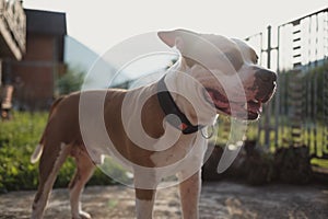 American Staffordshire terrier dog smiling while standing in the backyard
