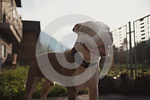 American Staffordshire terrier dog smiling and standing proudly