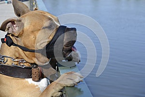 American staffordshire terrier dog standing looking at a lake