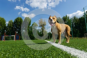 American Staffordshire Terrier dog on a summer day