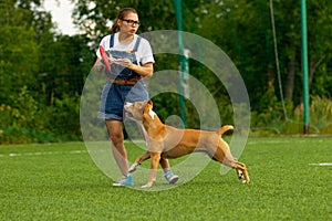 American Staffordshire Terrier dog on a summer day