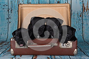American Staffordshire Terrier dogs or AmStaff puppies in a retro suitcase