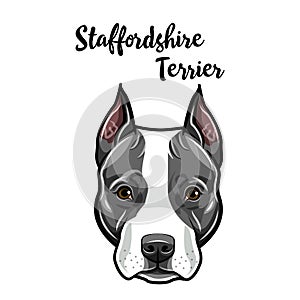 American Staffordshire Terrier face. Dog breed portrait. Staffordshire Terrier head, muzzle. Cute pet. Vector.