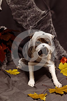 American Staffordshire Terrier in the form of a mummy. Dog against the backdrop of a Halloween entourage with cobwebs