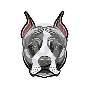 American staffordshire terrier head face. Dog portrait. Staffordshire terrier breed. Vector.