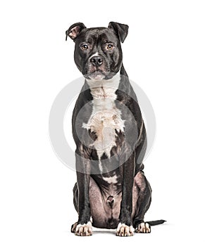 American Staffordshire Terrier, isolated