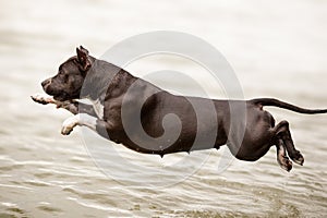 American Staffordshire Terrier jumping into water