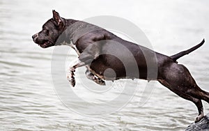 American Staffordshire Terrier jumping in water