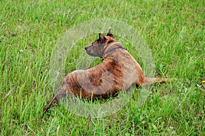 American Staffordshire Terrier laying on grass as it watches its owner