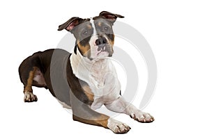 American staffordshire terrier listen