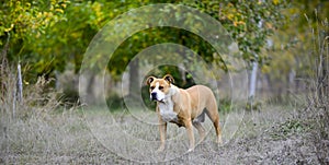 American Staffordshire Terrier pictured in nature