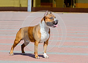 American Staffordshire Terrier in profile.