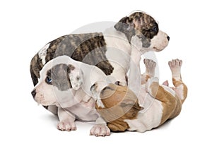 American Staffordshire Terrier Puppies playing