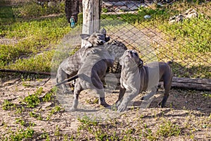 American Staffordshire Terrier puppies sitting in an aviary want to walk in the wild