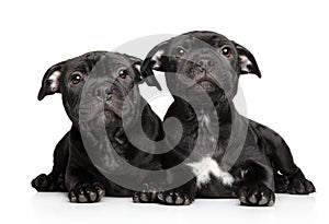 American Staffordshire terrier puppies on white background